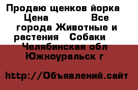 Продаю щенков йорка › Цена ­ 10 000 - Все города Животные и растения » Собаки   . Челябинская обл.,Южноуральск г.